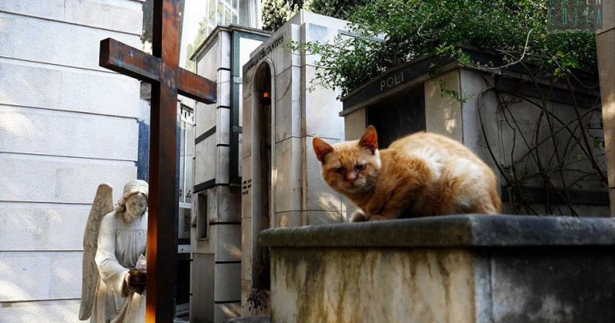 I gatti, guardiani delle tombe del cimitero di Bari: la storia di Nella e del suo custode